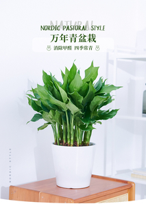 杭州湾植物租摆,实惠来袭,畅享绿色环境盛宴!