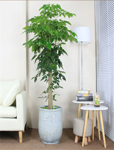 探寻宁波奉化绿化养护方案，守护城市绿色之美