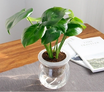 速看！慈溪花木租赁方案，打造专属绿植天地！